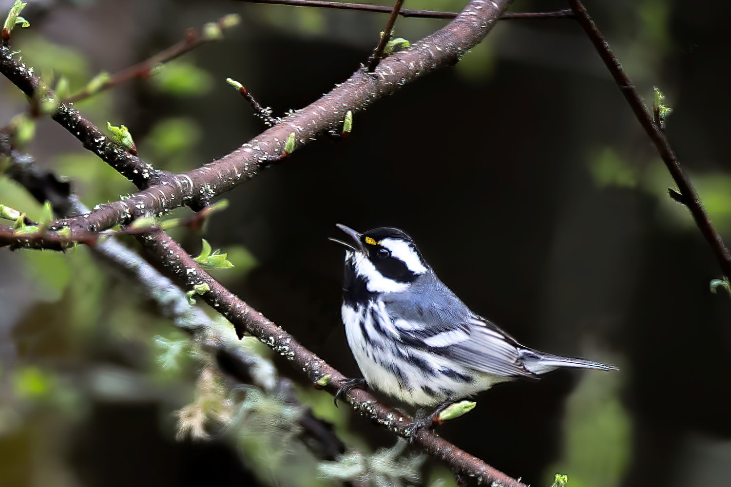 This is the Black-throated Gray Warbler.
